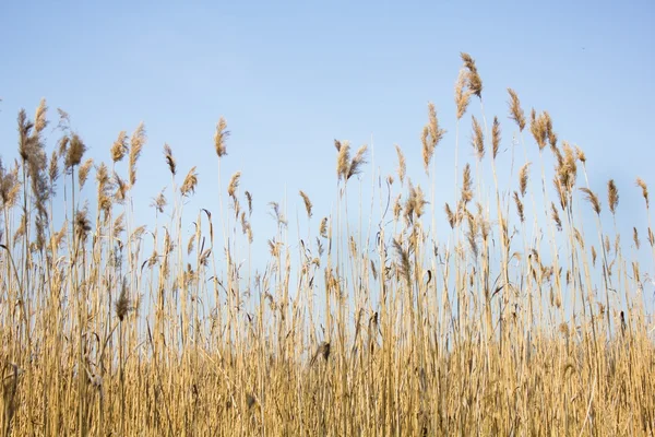 Torrt gräs på en himmel bakgrund — Stockfoto