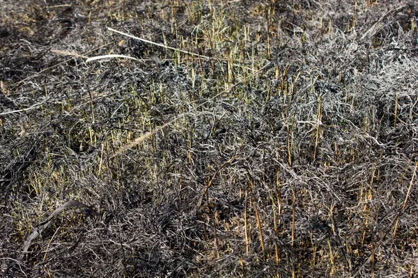 Spalonej trawa łąka — Zdjęcie stockowe