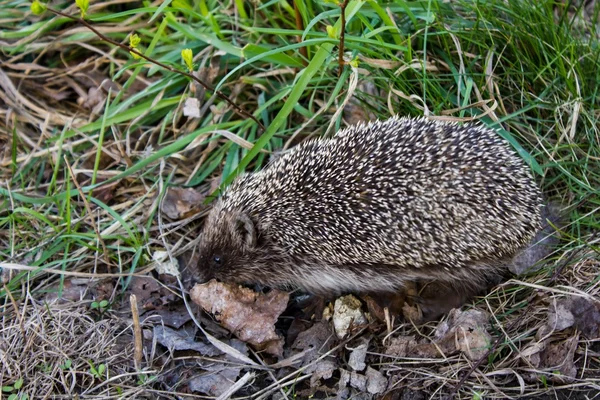 Hérisson marchant sur l'herbe dans le jardin — Photo