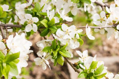 Birçok küçük çiçekler ve tomurcukları yeşil yaprakları ile