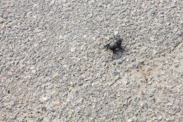 Чёрный большой жук — стоковое фото