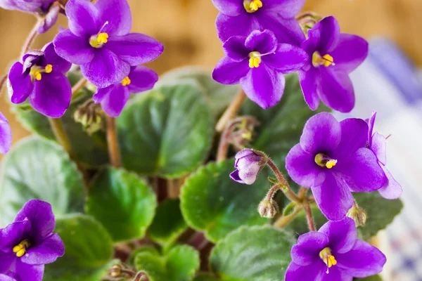 Masanın üzerinde hassas mor menekşeler