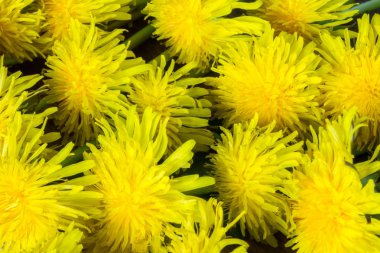 Dandelions ve kiraz çiçeği