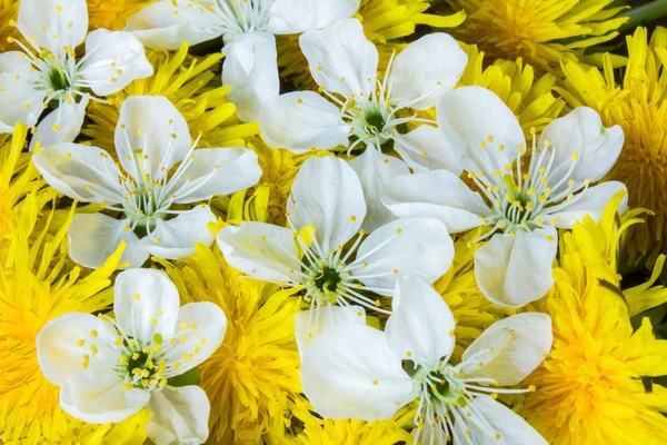 Dente-de-leão e flor de cereja — Fotografia de Stock