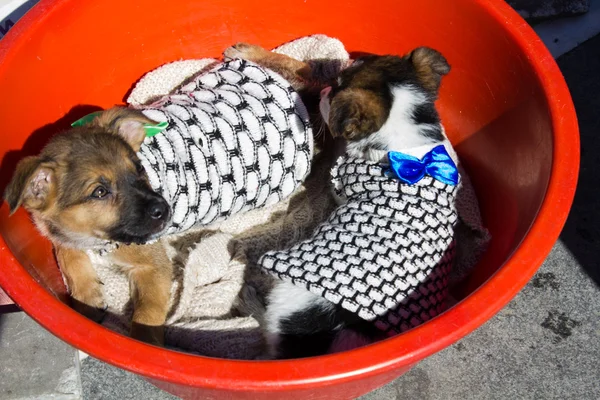 Dois cachorros pequenos na bacia vermelha — Fotografia de Stock