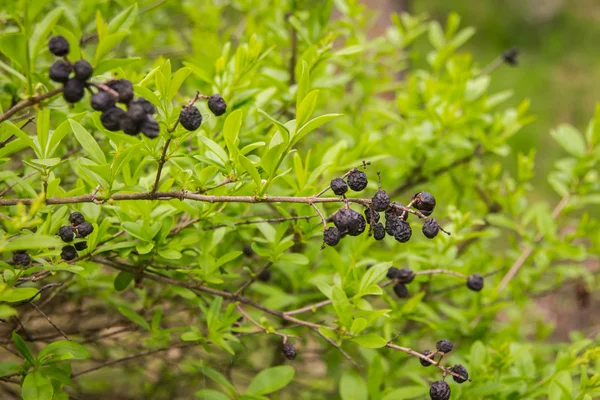The ripe wolf berries — Stock Photo, Image