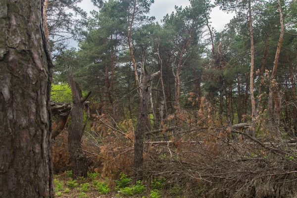 Yıkık fırtına orman