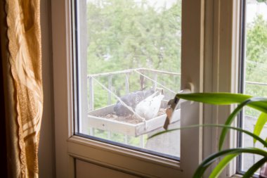 İki güvercin Besleyici'den yemek