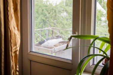 İki güvercin Besleyici'den yemek