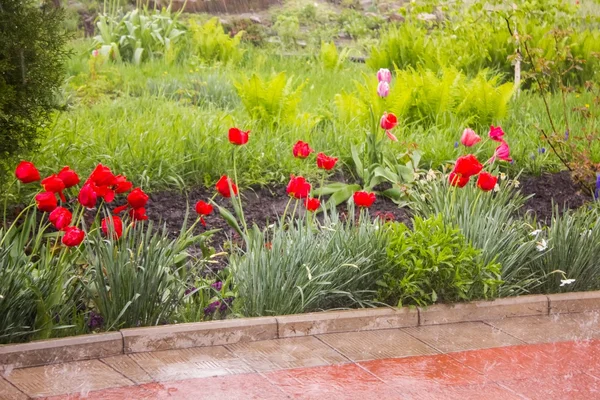Skupina červených tulipánů v parku — Stock fotografie