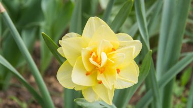 Büyük sarı nergis