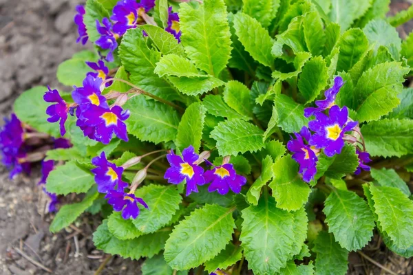 Parkta bahar çiçekleri