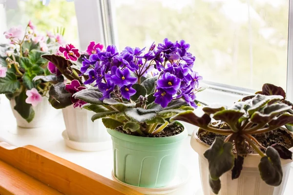 Prachtig violet in een pot op de vensterbank Rechtenvrije Stockafbeeldingen