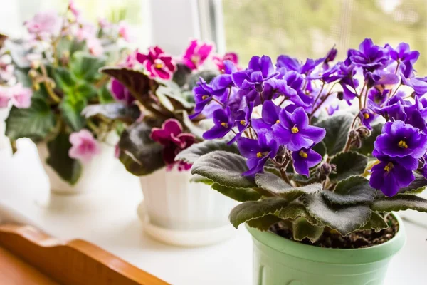 Prachtig violet in een pot op de vensterbank Stockfoto