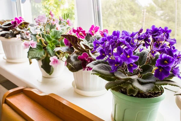 Prachtig violet in een pot op de vensterbank Rechtenvrije Stockfoto's