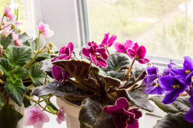 Pencere kenarındaki tencerede güzel bir menekşe