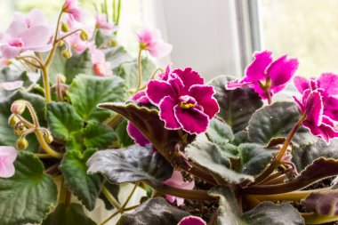 Pencere kenarındaki tencerede güzel bir menekşe