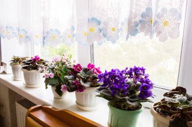 Pencere kenarındaki tencerede güzel bir menekşe