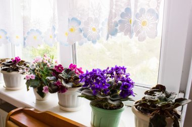 Pencere kenarındaki tencerede güzel bir menekşe