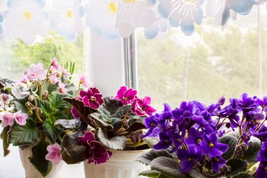 Pencere kenarındaki tencerede güzel bir menekşe