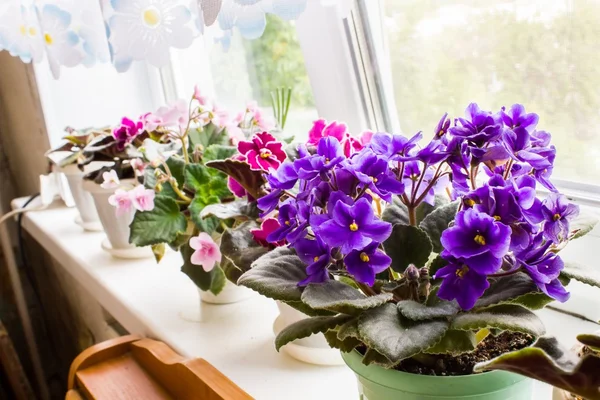 Pencere kenarındaki tencerede güzel bir menekşe