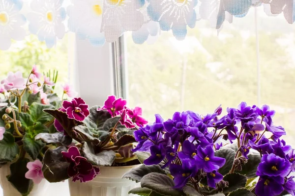 Pencere kenarındaki tencerede güzel bir menekşe