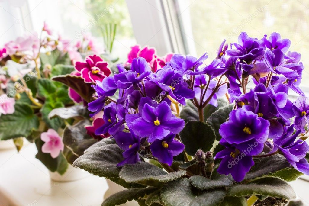 Beautiful violet in a pot on the windowsill