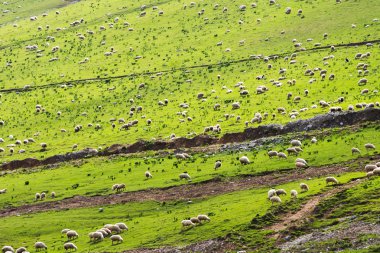 Dağlar yeşil bir çayırda koyun