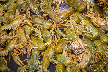 canlı kerevides yığını