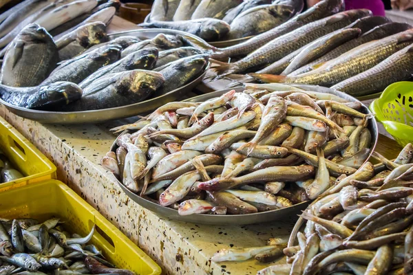 Peixe fresco em tamanhos diferentes que põe em uma mesa — Fotografia de Stock