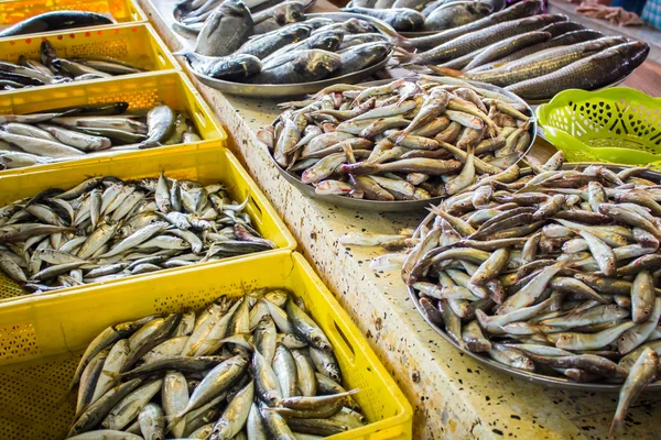 Peixe fresco em tamanhos diferentes que põe em uma mesa — Fotografia de Stock