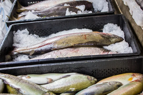 Peixe fresco em tamanhos diferentes que põe em uma mesa — Fotografia de Stock
