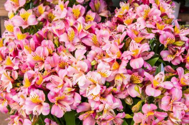 renklerde çiçek pazarı