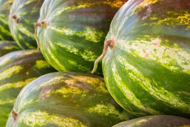 büyük olgun karpuz