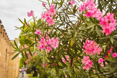 Ağaçtaki pembe çiçekler