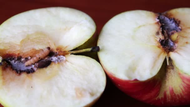 Worm Crawls out of the Tainted Apple — Stock Video