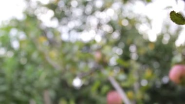 Güzel olgun sulu Kırmızı elma ağacı dalı