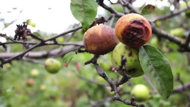 Rotte appel hangend aan een tak — Stockvideo