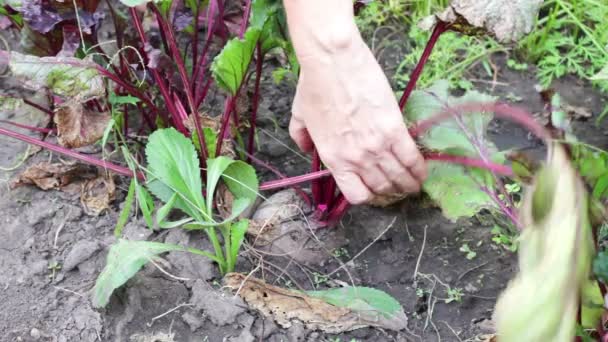 Agricultor colhendo uma beterraba do chão — Vídeo de Stock