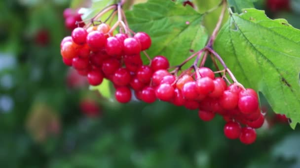 Viburnum opulus ripe red berries closeup — Stock Video