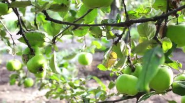 Genç küçük yeşil elma yakın Hd stok görüntüleri.