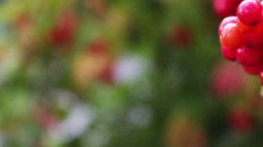 Viburnum opulus olgun kırmızı çilek portre