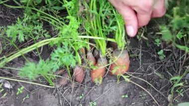 Eller havuç kökünü kazımak