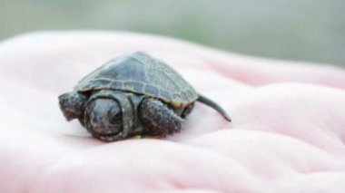 Bebek kaplumbağa yakın çekim