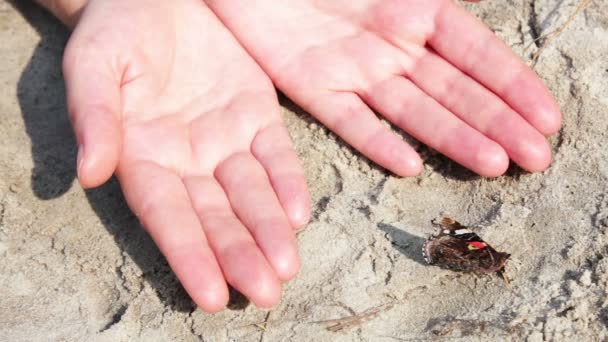 Roter und schwarzer Schmetterling im Sand — Stockvideo