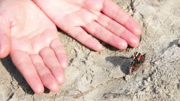 Roter und schwarzer Schmetterling im Sand — Stockvideo