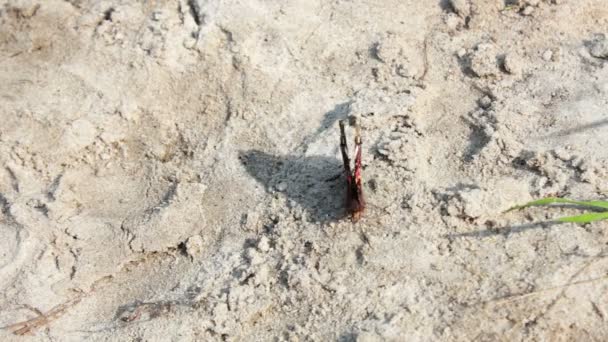 Mariposa roja y negra en la arena — Vídeo de stock