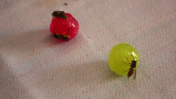 Wasps are sitting on candies — Stock Video