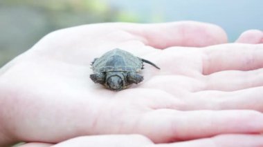 Bebek kaplumbağa yakın çekim