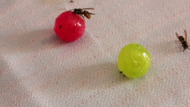 Yaban arıları şekerler üzerinde oturuyorsun — Stok video